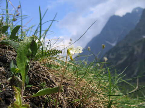 Image of Pinguicula alpina L.