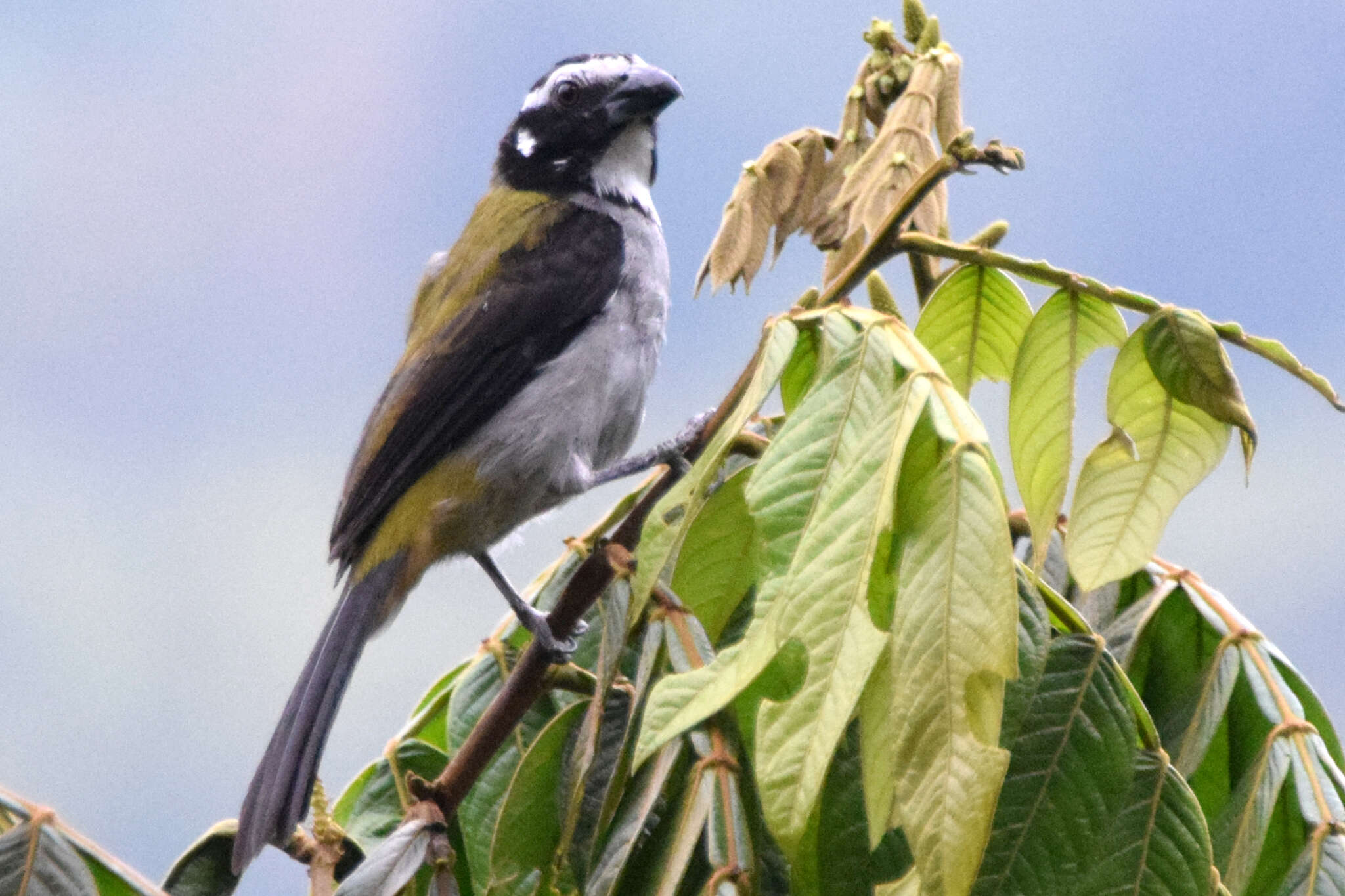 Image of Black-winged Saltator