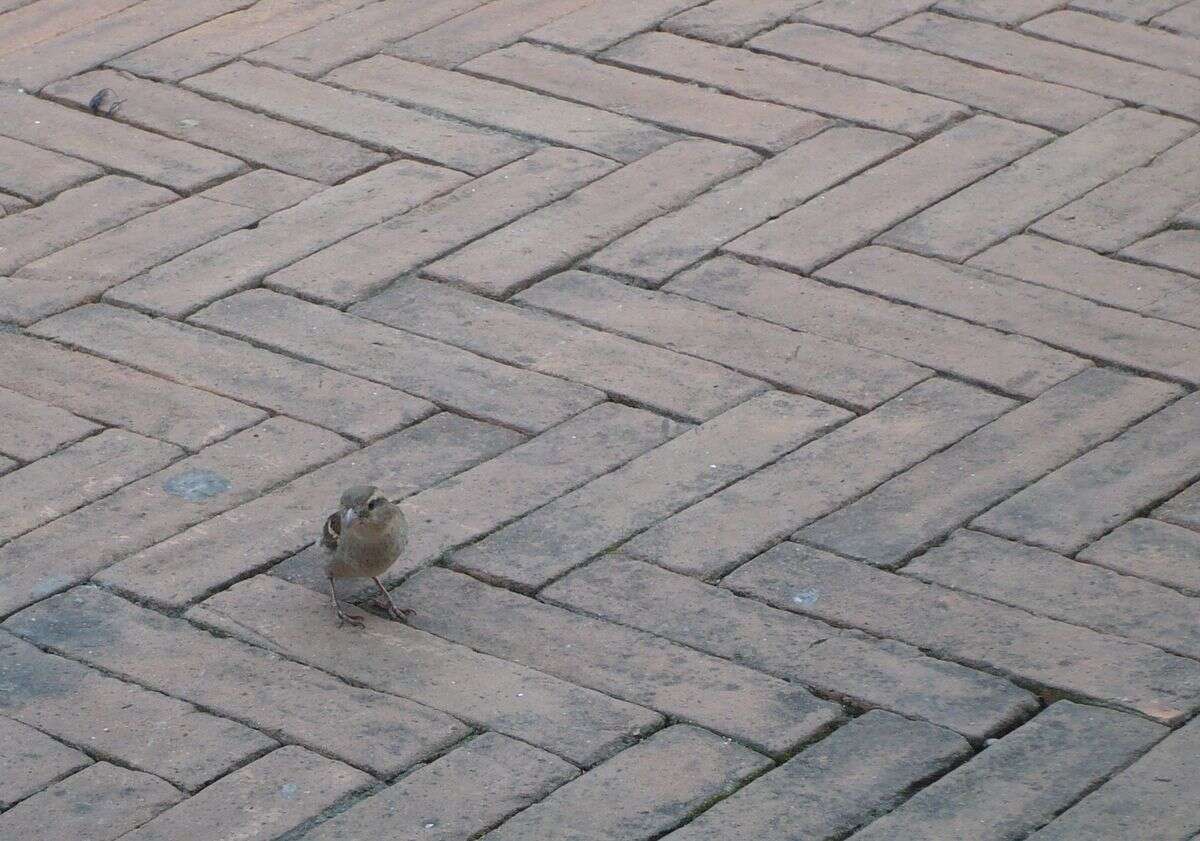 Image of Italian Sparrow