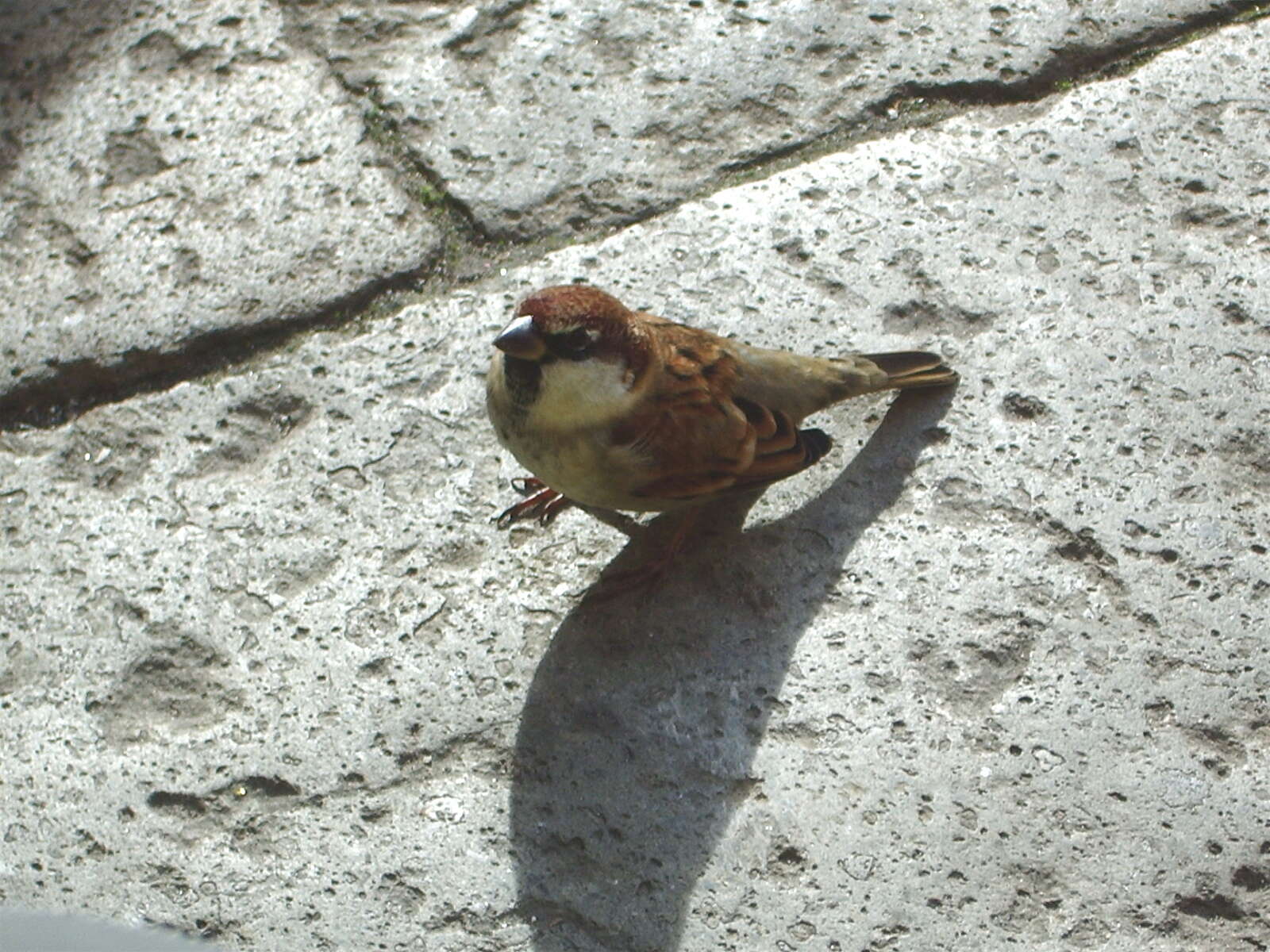 Image of Italian Sparrow