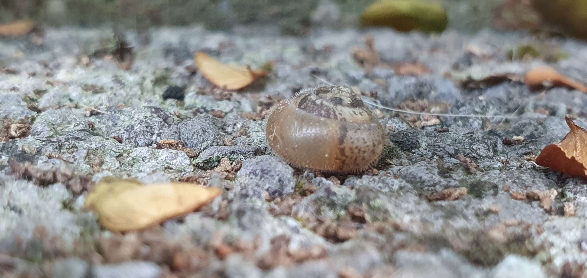 Imagem de Ashfordia granulata (Alder 1830)