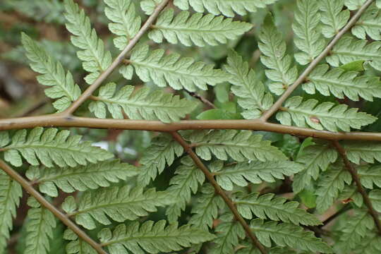 Image of Dicksonia lanata subsp. lanata