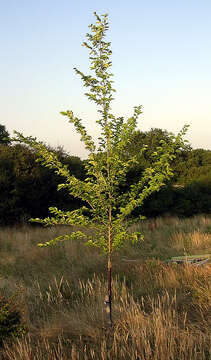 Image of elm