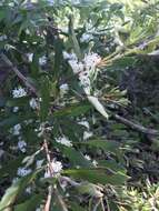 Image of Hakea oleifolia (Sm.) R. Br.