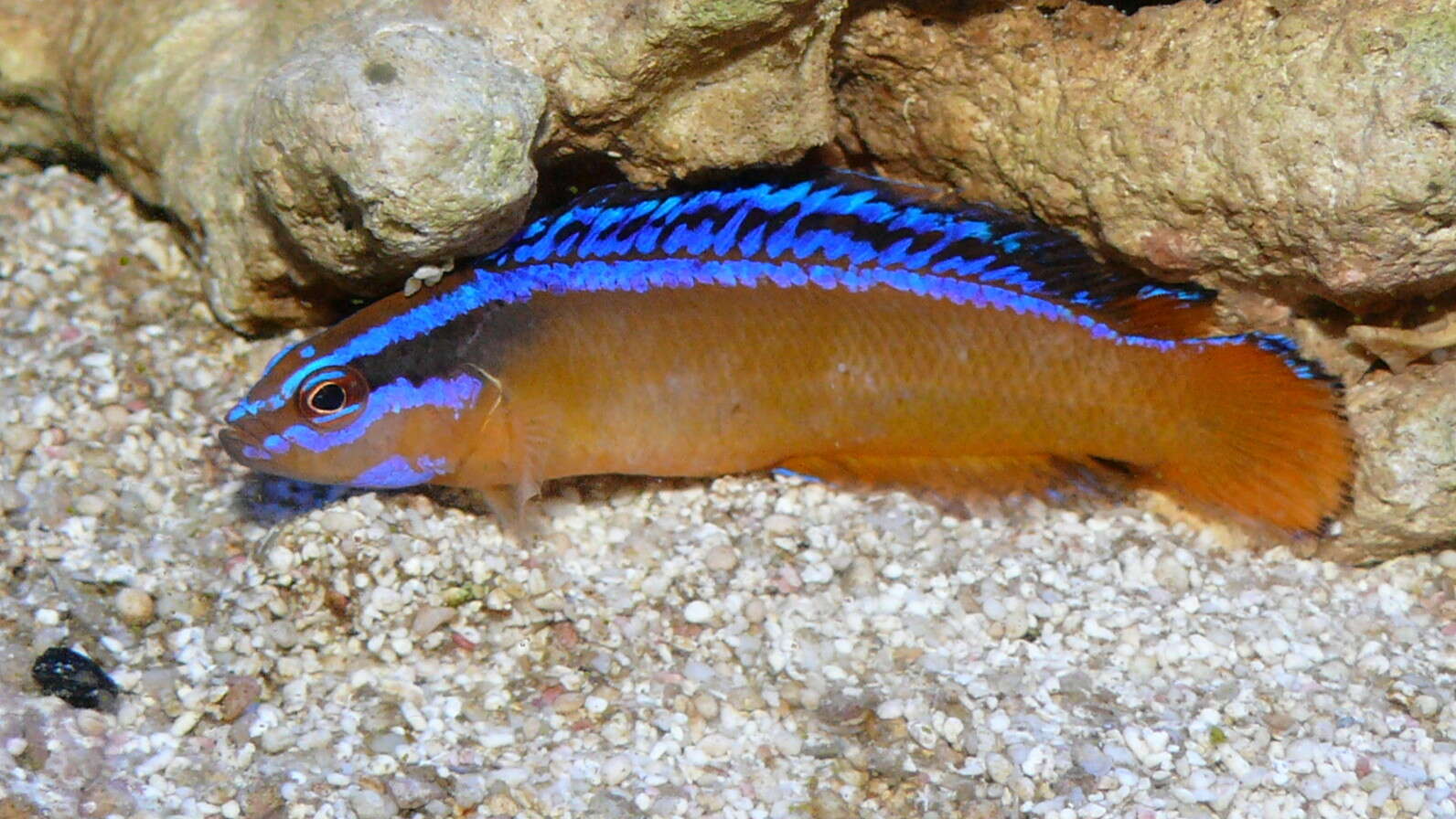 Image de Pseudochromis aldabraensis Bauchot-Boutin 1958