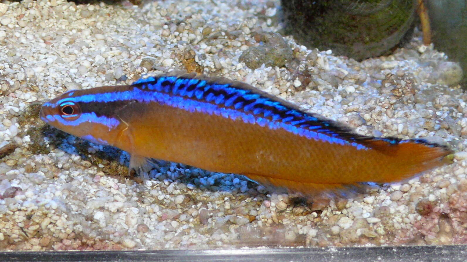 Image de Pseudochromis aldabraensis Bauchot-Boutin 1958