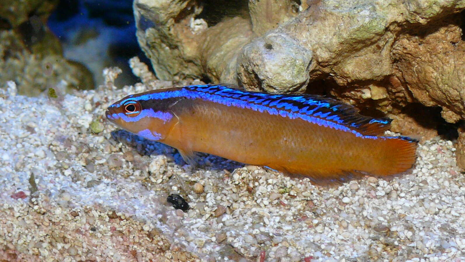 Image de Pseudochromis aldabraensis Bauchot-Boutin 1958