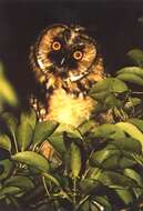 Image of Long-eared Owl