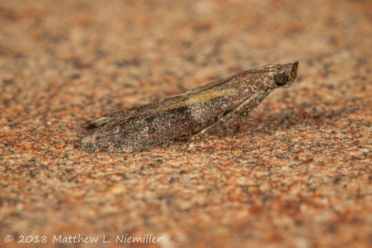 Image of Ephestiodes infimella Ragonot 1887