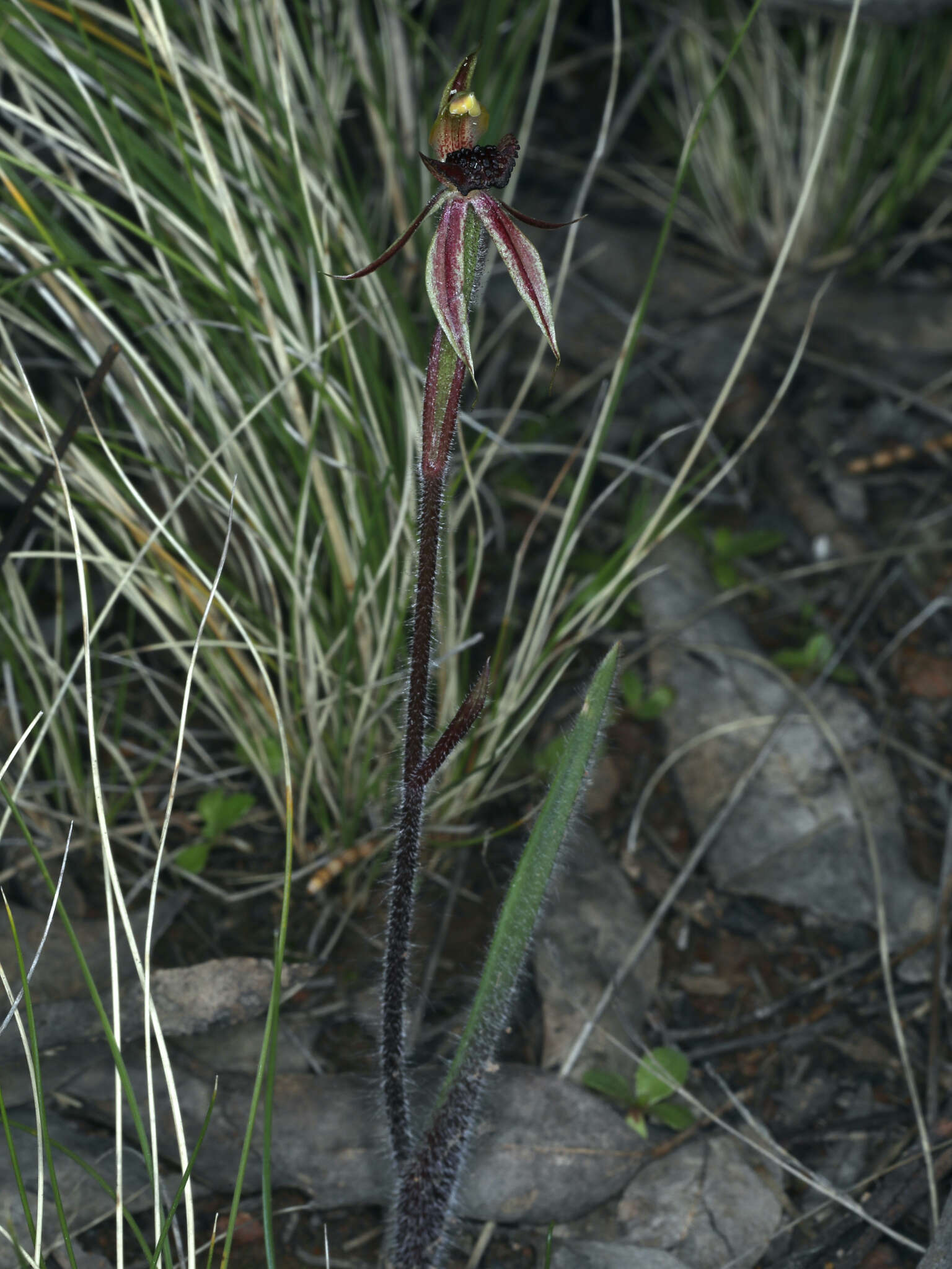 Imagem de Caladenia actensis D. L. Jones & M. A. Clem.