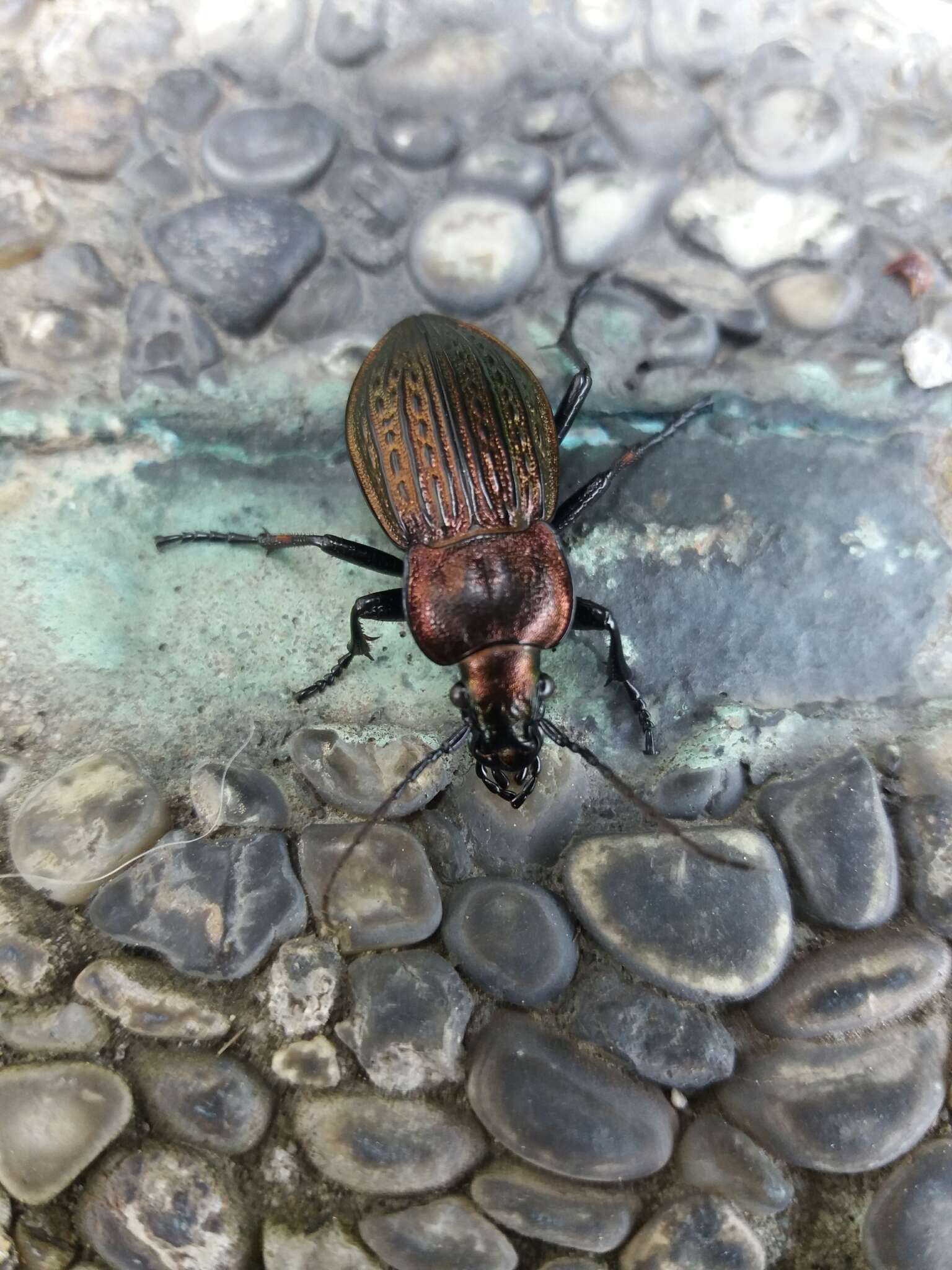 Image of Carabus (Eucarabus) ulrichii Germar 1824