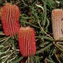 Image of Brown's banksia