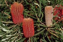 Image of Brown's banksia