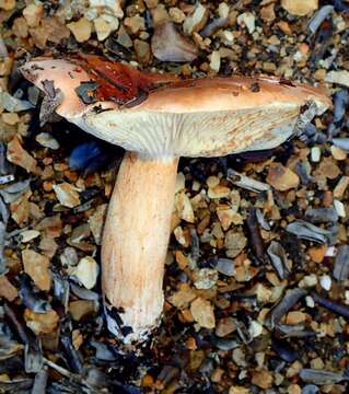 Image of Tricholoma manzanitae T. J. Baroni & Ovrebo 1983