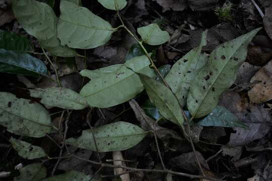 Image of Prunus lundelliana Standl.