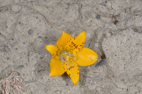 Image of Alstroemeria patagonica Phil.