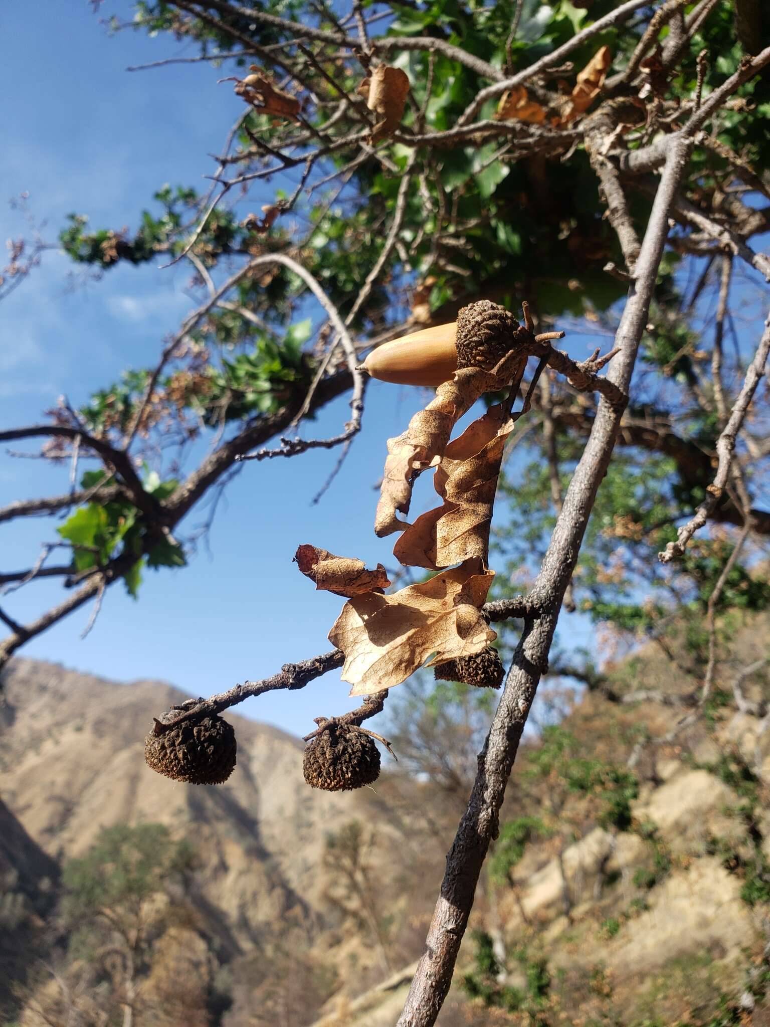 Imagem de Quercus jolonensis Sarg.