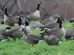 Image of Greenland White-fronted Goose