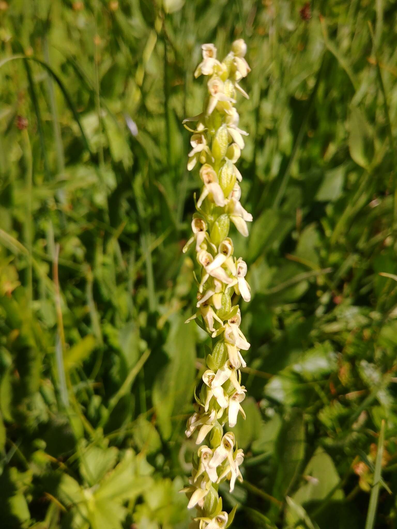 Imagem de Platanthera estesii W. J. Schrenk