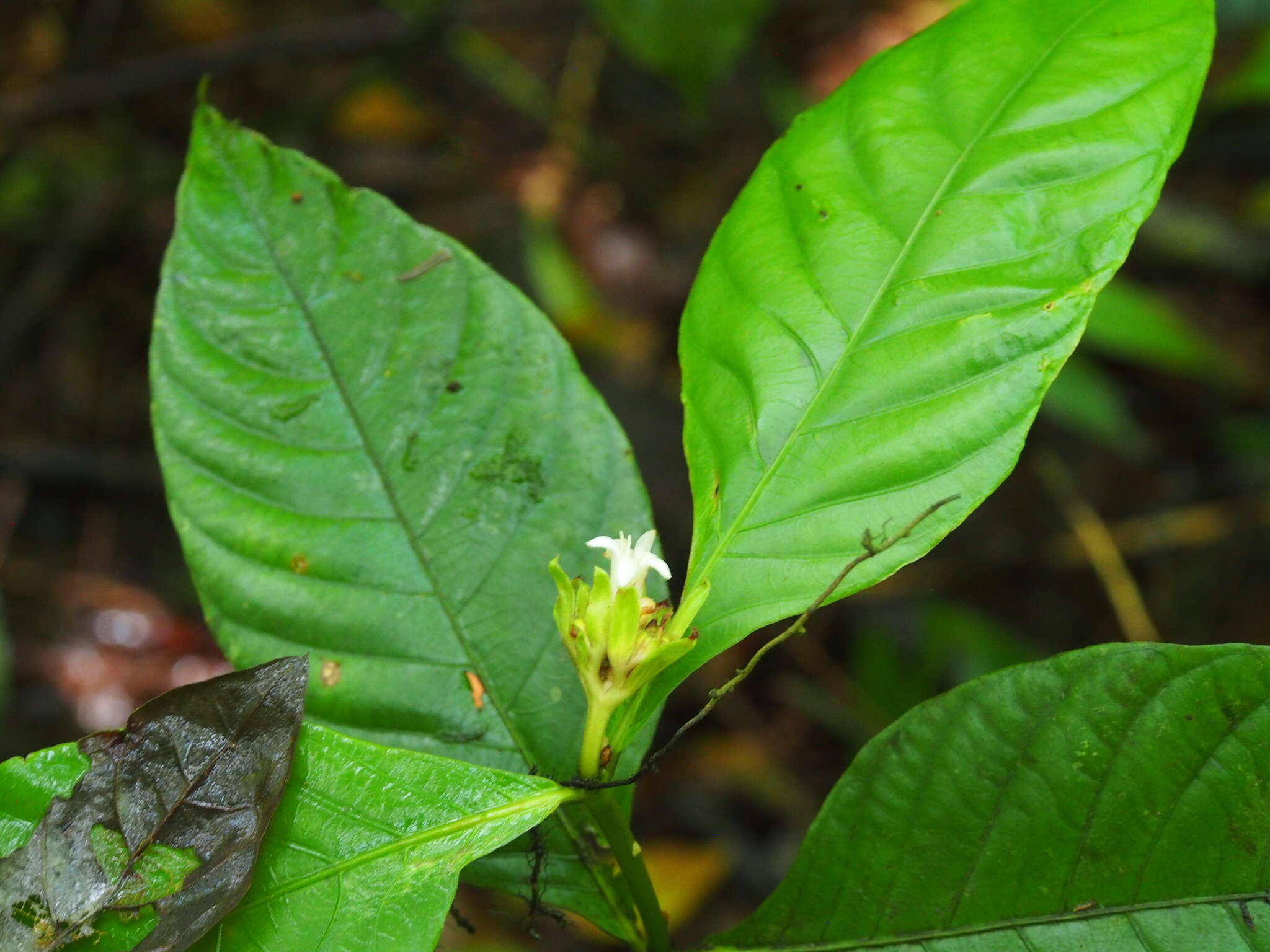 Image of Palicourea suerrensis (Donn. Sm.) Borhidi