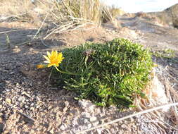 Image of Gazania othonnites (Thunb.) Less.