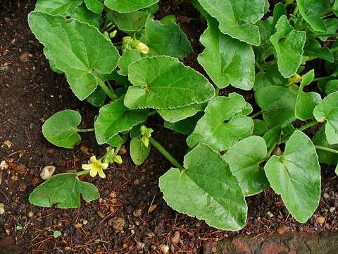 Image of squirting cucumber