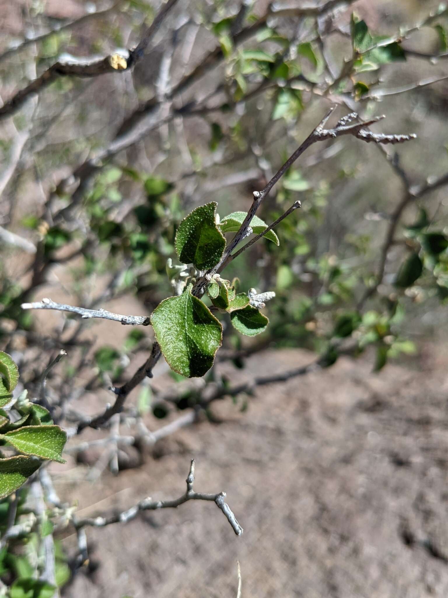 صورة Croton sonorae Torr.