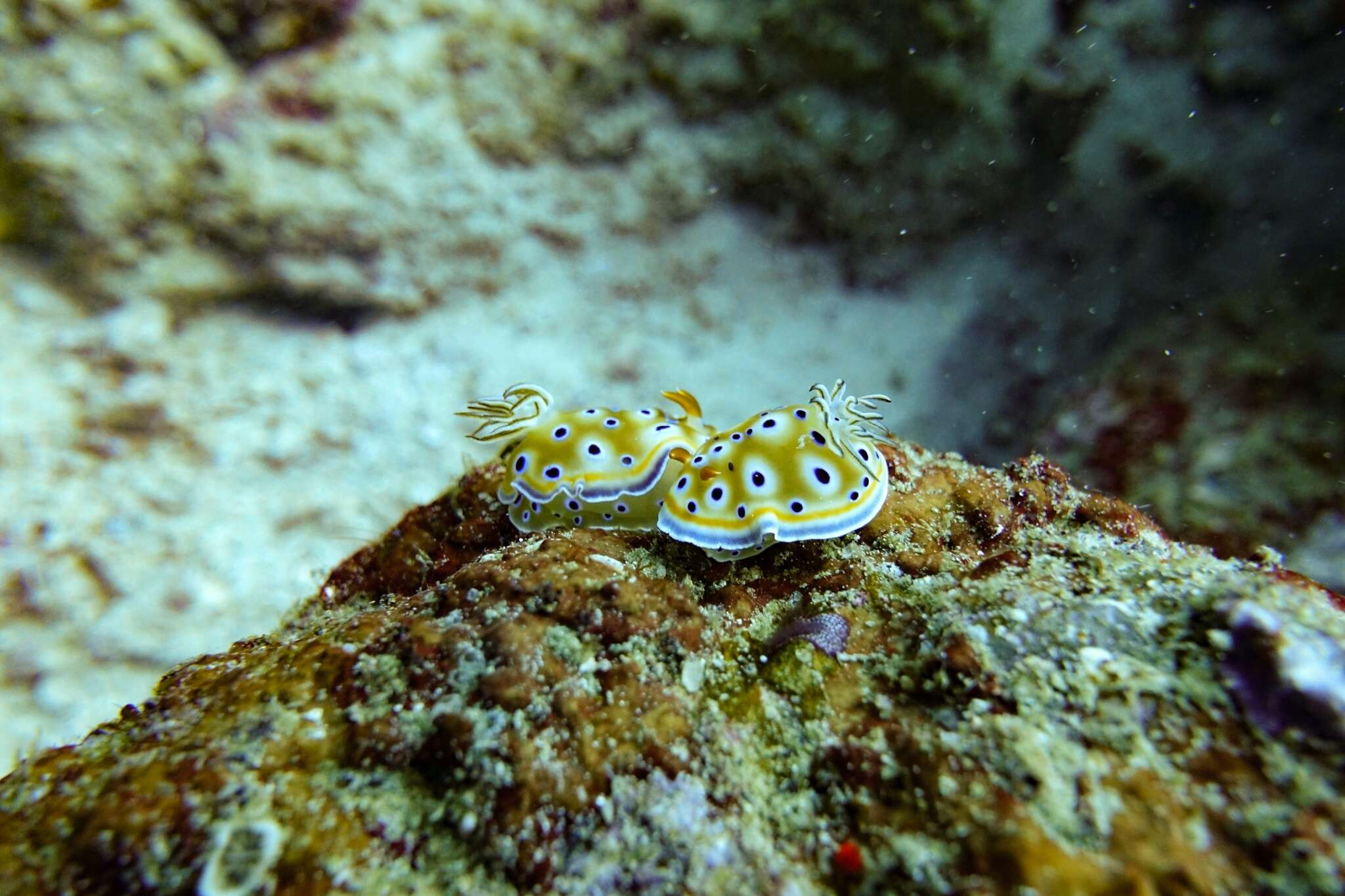 Image of Goniobranchus geminus (Rudman 1987)