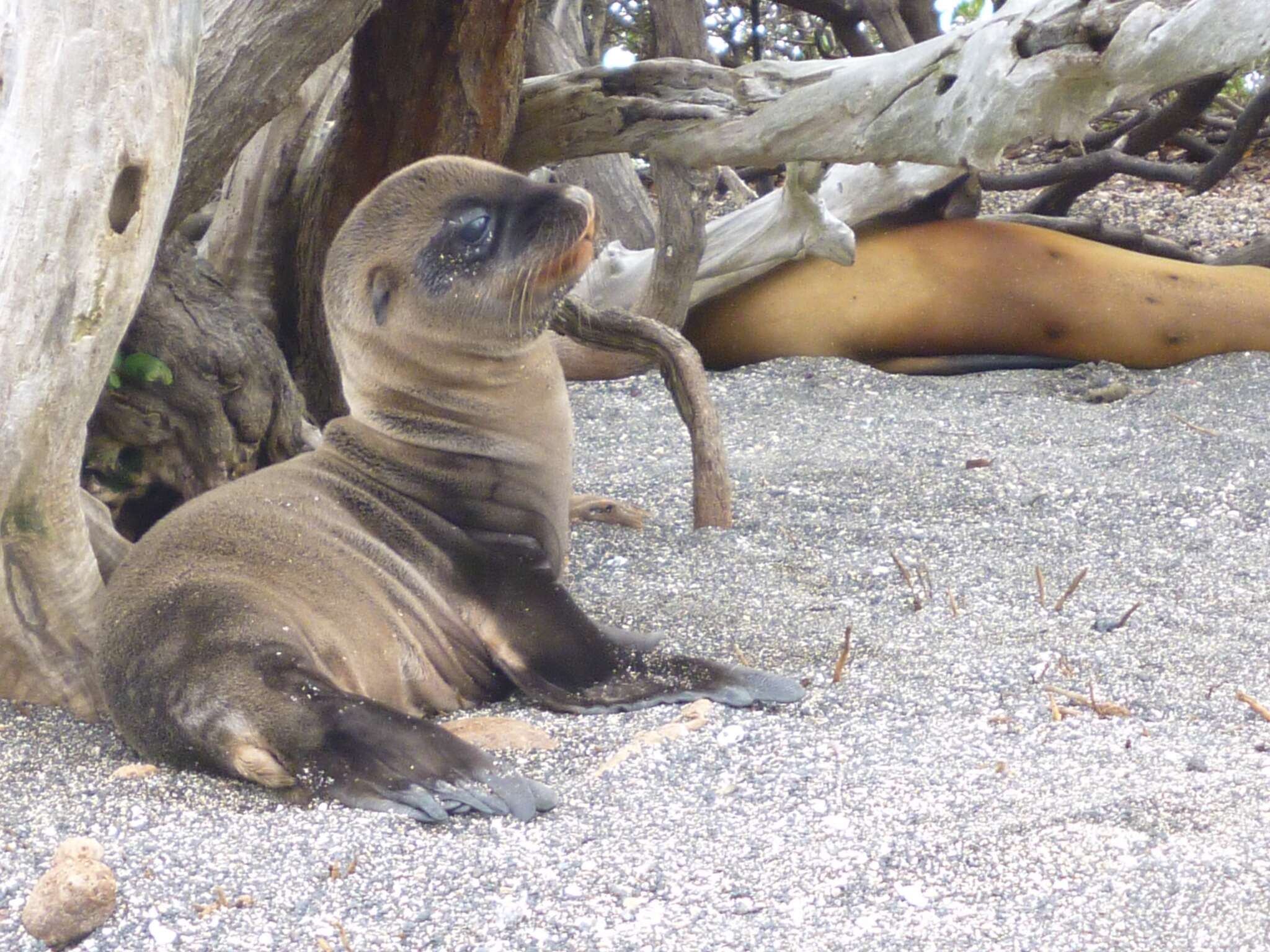 Image of Sea Lion