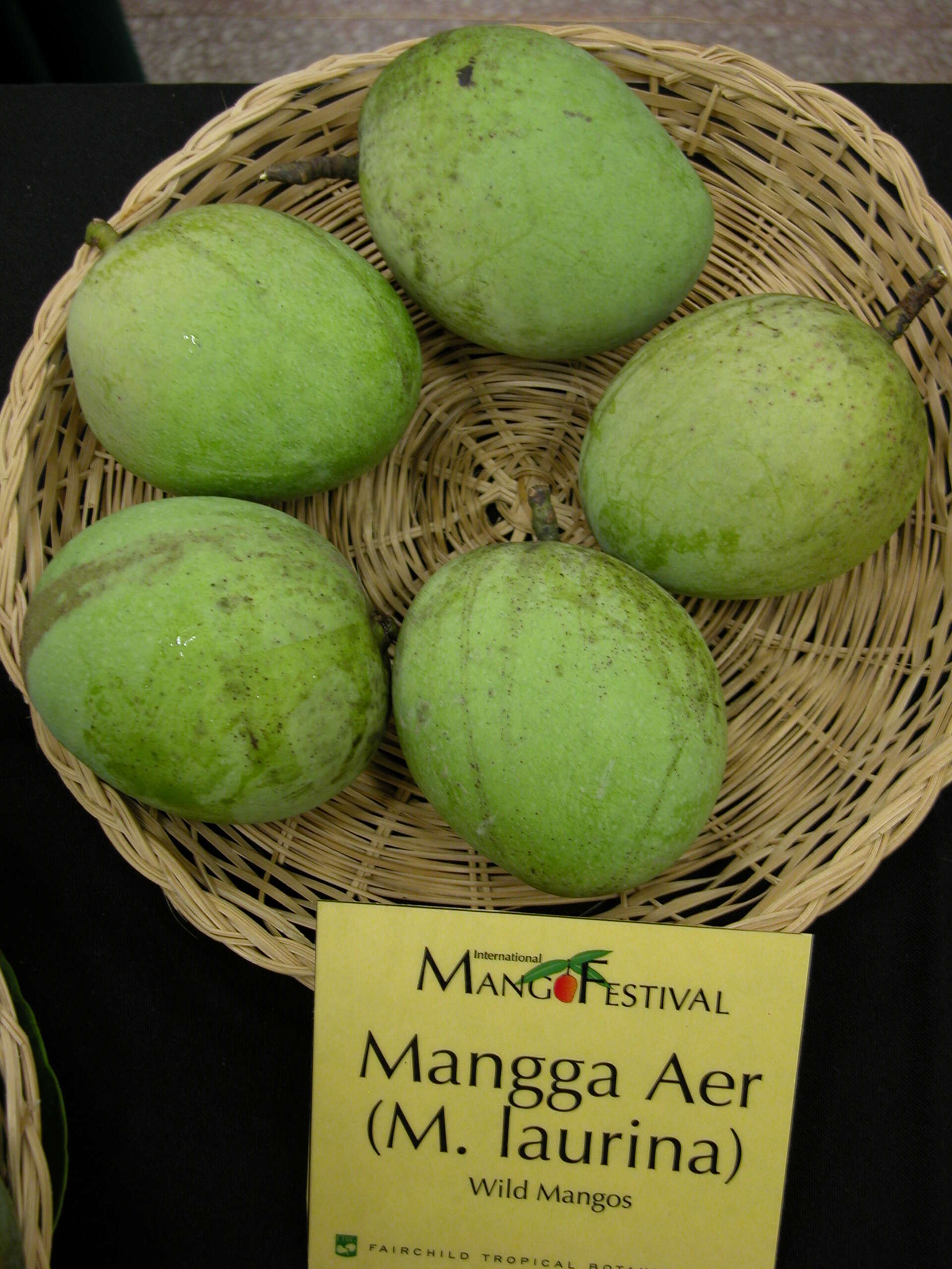 Image of Mangifera quadrifida Jack