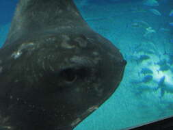 Image of Pitted Stingray