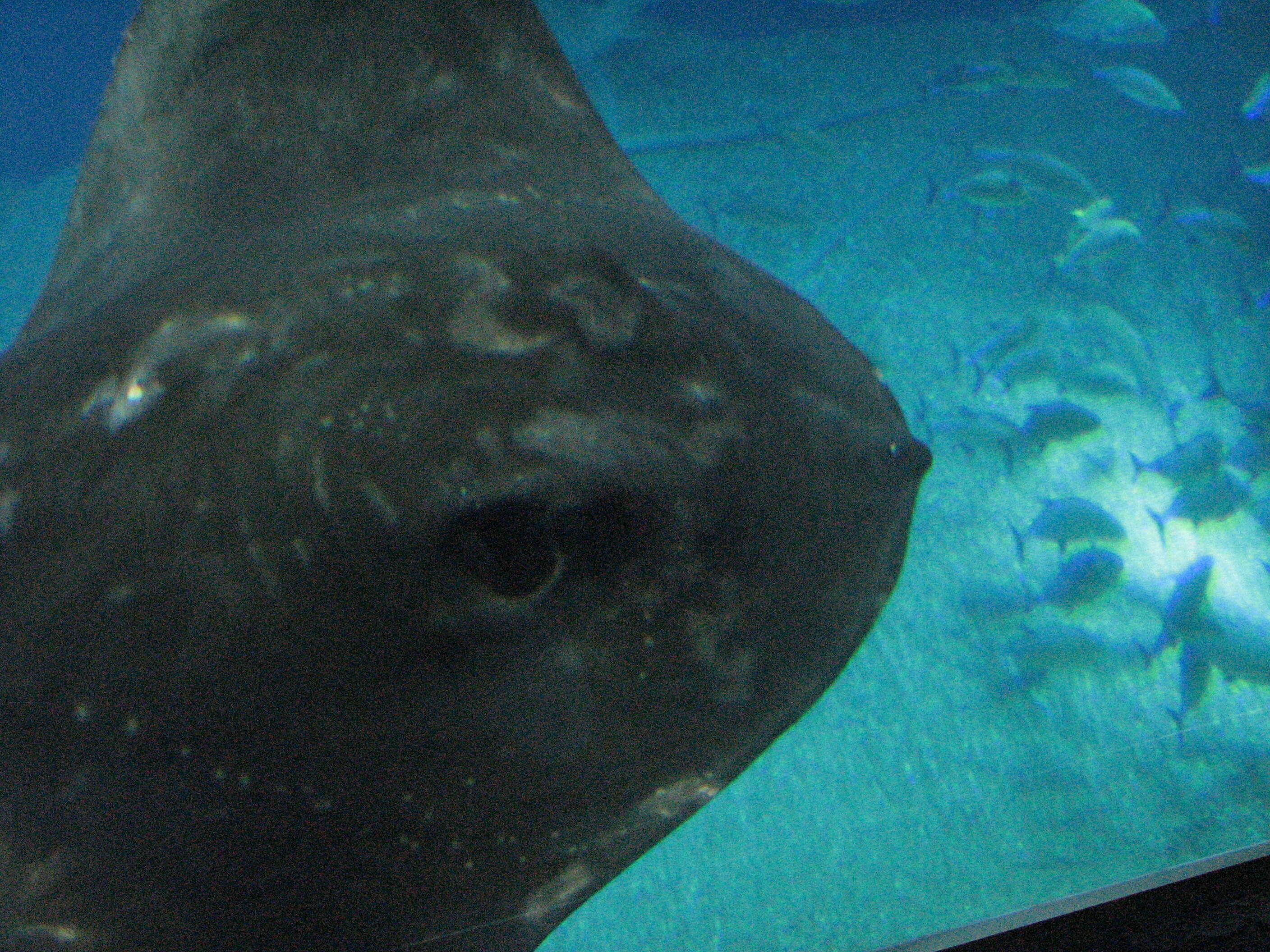 Image of Pitted Stingray