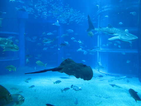 Image of Pitted Stingray