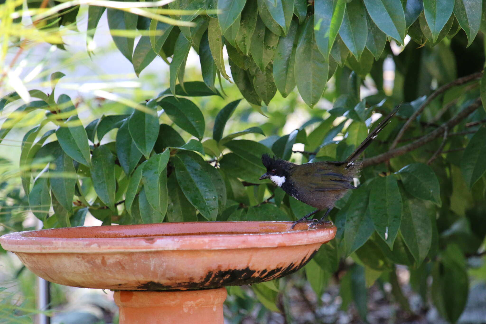 Image of Eastern Whipbird