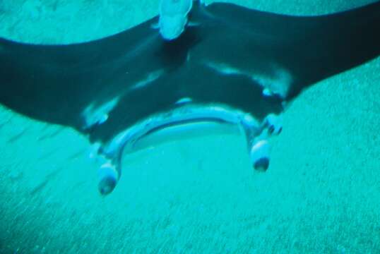 Image of Coastal Manta Ray