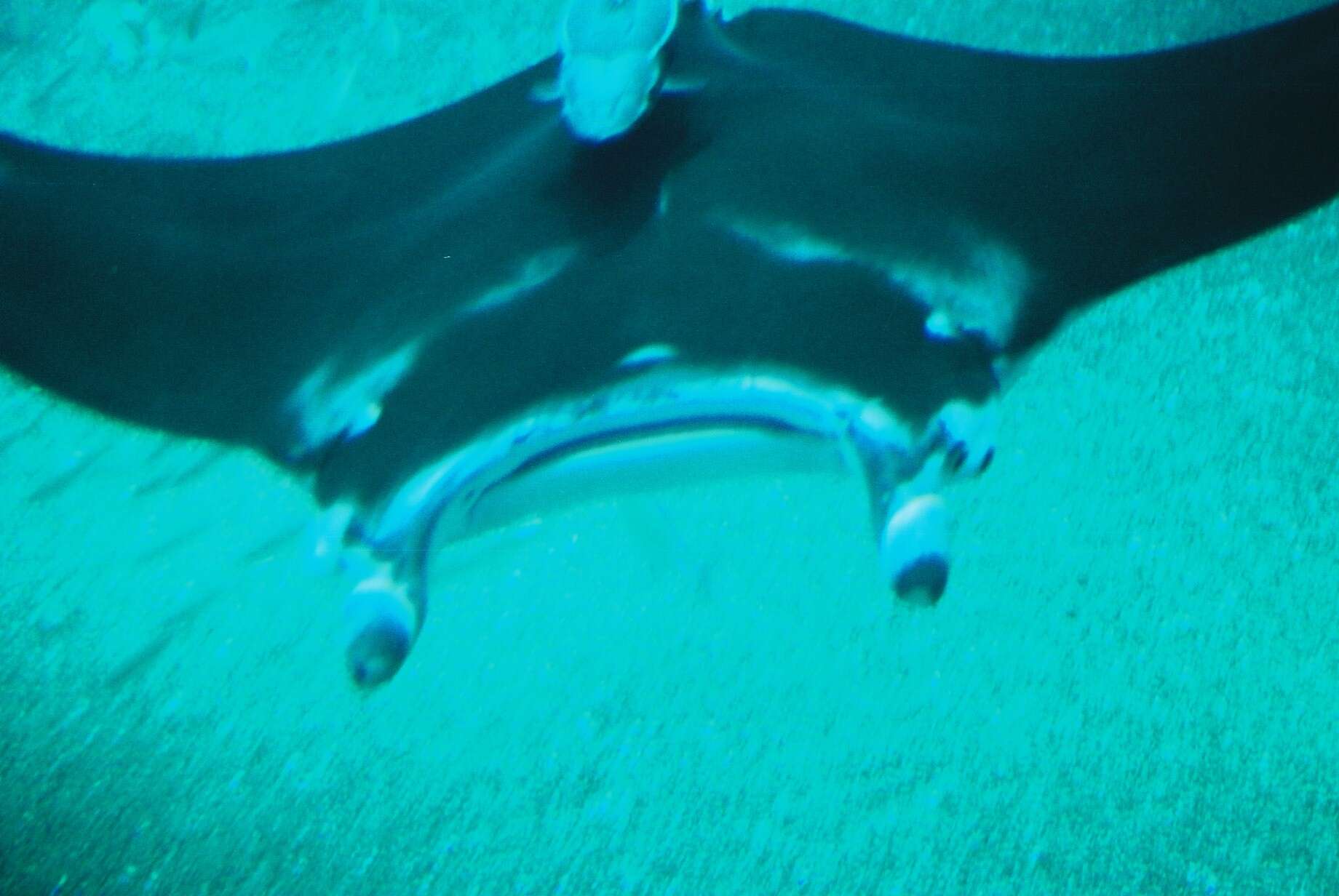 Image of Coastal Manta Ray