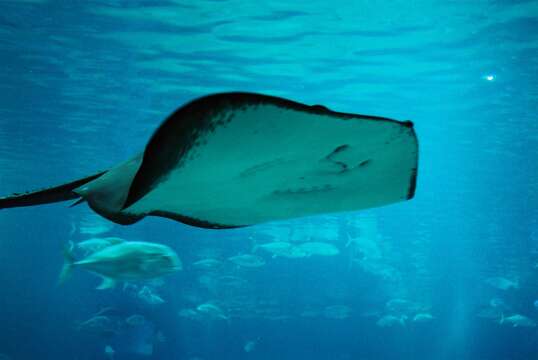 Image of Pitted Stingray