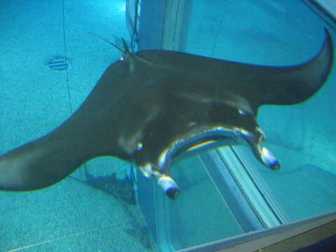 Image of Coastal Manta Ray