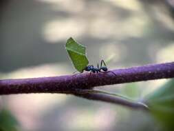 Image of Acromyrmex aspersus (Smith 1858)