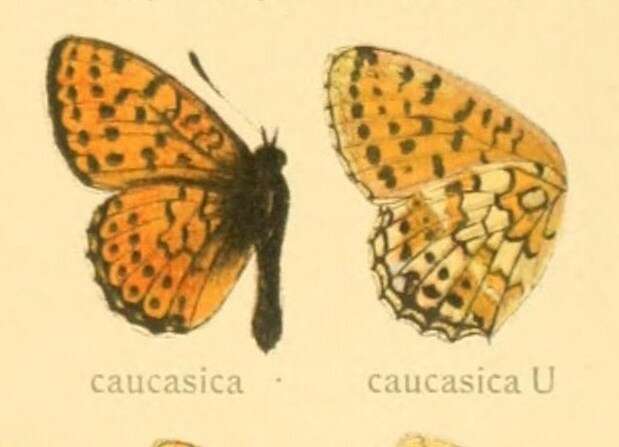 Image of Twin-spot Fritillary