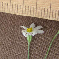 Image of Arkansas leastdaisy