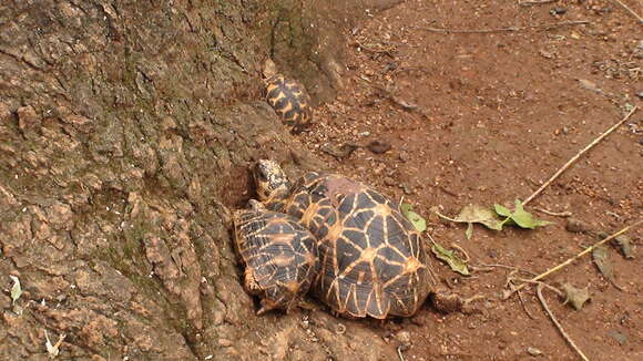 Image de Geochelone