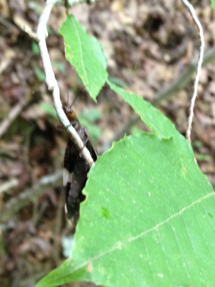 Слика од Nigronia fasciata (Walker 1853)