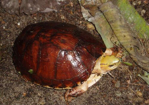 Image of McCord's Box Turtle