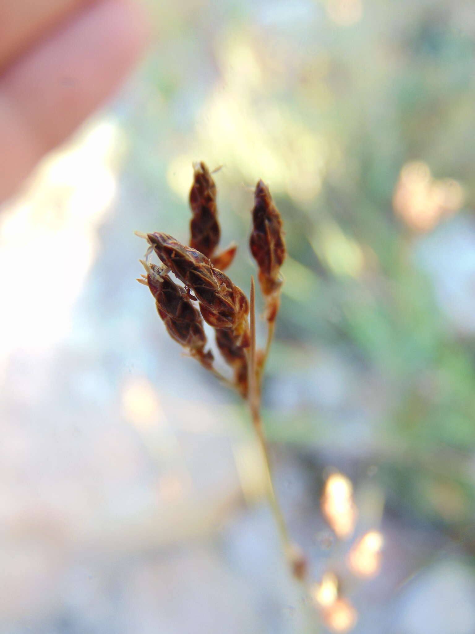 Image of Rush Hair Sedge