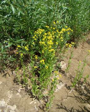 Image of Austrian Field Cress