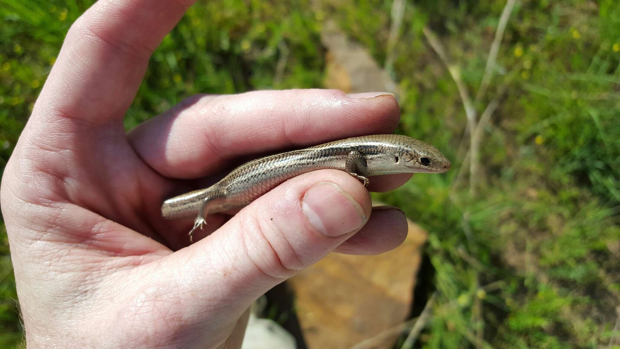 Image of Southern Prairie Skink