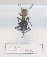 Image of Anthia (Termophilum) sexmaculata (Fabricius 1787)