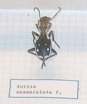 Image of Anthia (Termophilum) sexmaculata (Fabricius 1787)