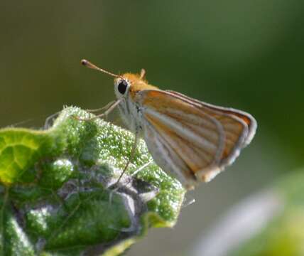 Image of Southern Skipperling